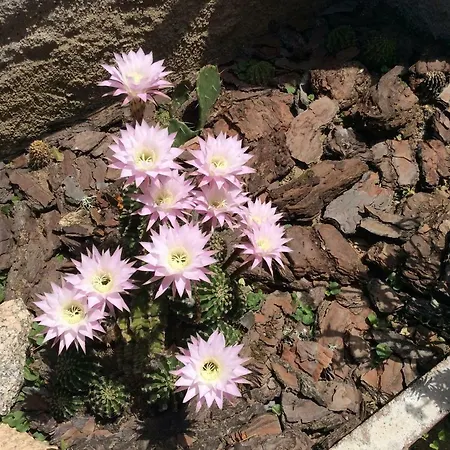 Il Coccio * Nuoro (Sardinia)